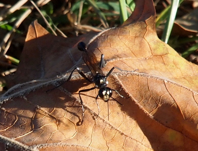 [A front top view of a wasp with black legs and antenna and what appears to be a black and yellow head. It has brown wings behind which a narrow section and then a bulb (back section of body) are visible.]